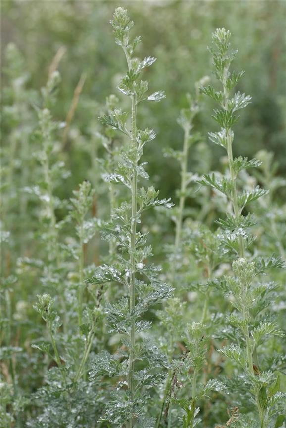 Artemisia Absinthium Common Wormwood Silverado: Seeds